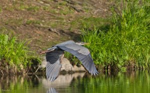 Great blue heron