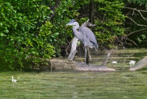 Great blue heron