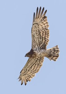 Short-toed Eagle