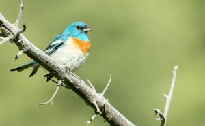 Lazuli Bunting