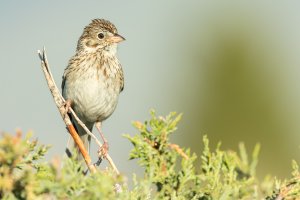 Vesper Sparrow