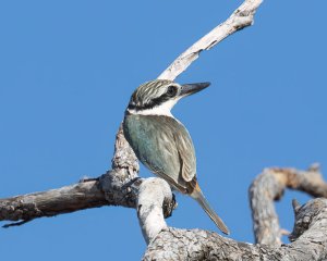 Red-backed Kingfisher