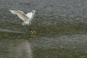 Snowy egret