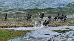 Coots in group (Fulica atra)