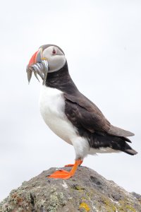 Atlantic Puffin 4a