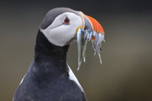 Atlantic Puffin 5