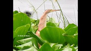 Lakescape-916 : Yellow Bittern : skulker in flight : Amazing Wildlife of India by Renu Tewari and Alok Tewari