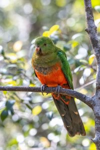 Australian King Parrot (f)