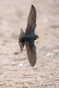 Barn swallow at the beach