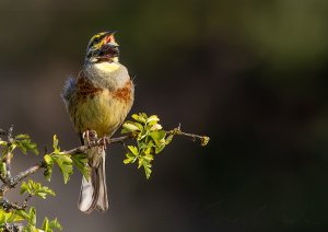 Cirl Bunting