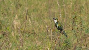 Diederik Cuckoo