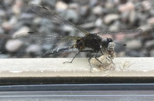 What dragonflies eat