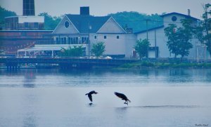 Cormorant and osprey with fish