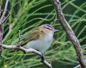 Red-eyed Vireo