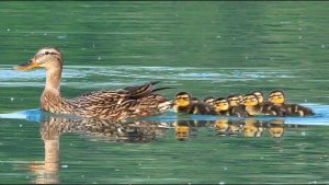 Mallard chicks (Anas platyrhynchos)