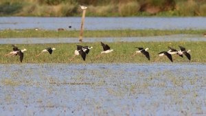 black-winged stilts