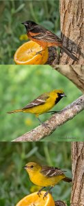 Orchard Oriole