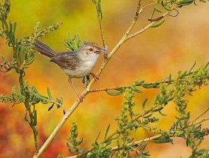 Graceful prinia