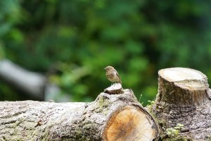 juvenile Robin