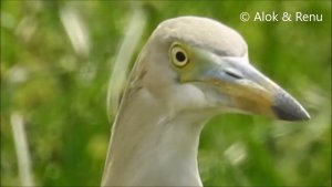 Lakescape-918 : Indian Pond Heron in ''High Breeding Period' plumage : Amazing wildlife by Renu Tewari and Alok Tewari