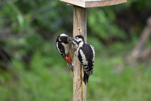 Great Spotted woodpecker.jpg