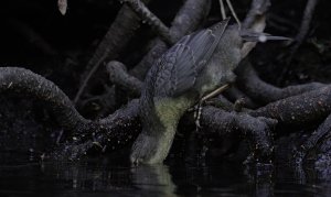 White-throated dipper