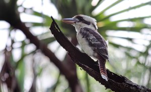 Laughing kookaburra