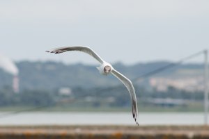 Black-headed gull