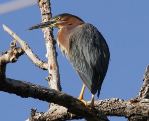 Green Heron