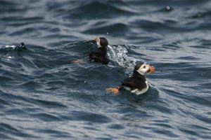 Puffins at last!