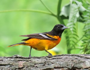 Baltimore Oriole