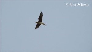 Lakescape-919 : Oriental Pratincole : flight & call : Amazing wildlife of India by Renu Tewari and Alok Tewari