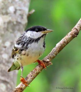 Blackpoll Warbler