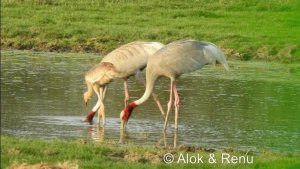 Lakescape-921 : Sarus Crane pair with a juvenile : Amazing Wildlife of India by Renu Tewari and Alok Tewari