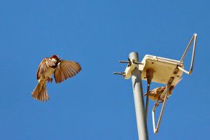 House sparrow landing