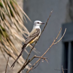 Scissor-tailed Flycatcher