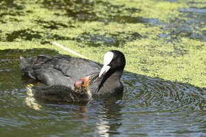 Merseyside pond babies - 1