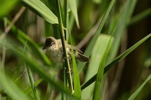 Merseyside pond babies - 2