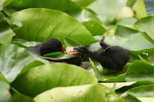 Merseyside pond babies - 3