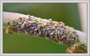 Ants and Aphids