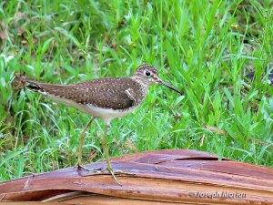 Solitary Sandpiper