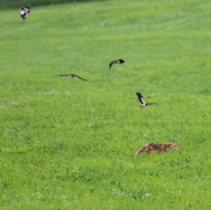 Red fox and northern lapwings