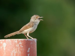 Graceful prinia