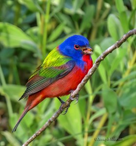 Painted Bunting