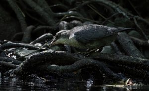 White-throated dipper