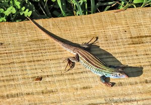 Common Spotted Whiptail (Aspidoscelis gularis)