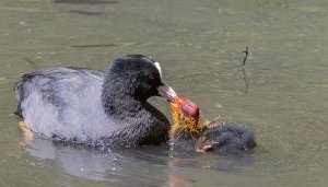 Feeding a Coot Chick