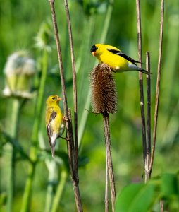 Mr & Mrs American Goldfinch sharing a lite lunch