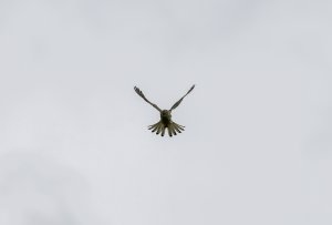 Kestrel hunting near Balintore castle