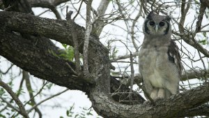 Verreaux's Eagle-Owl